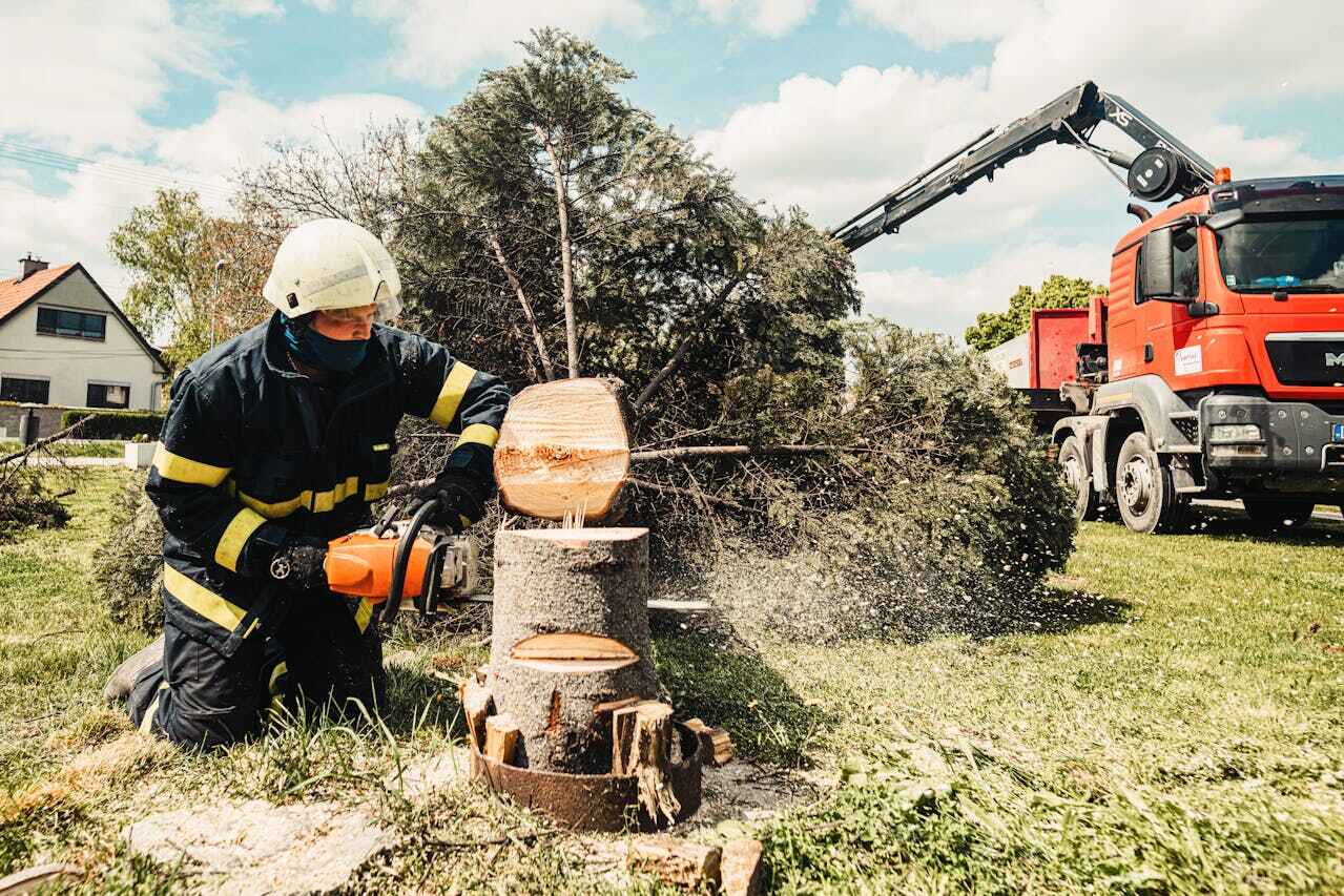 Dead Tree Removal in Spirit Lake, ID